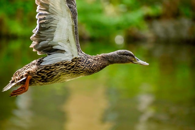 Sådan tolker du kryptiske krydsord