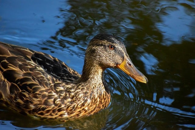 Mesterens hemmeligheder: Avancerede tips til erfarne krydsordsløsere